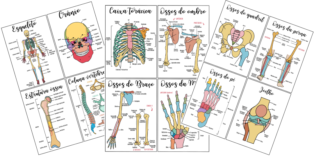 Flashcards de Anatomia Óssea