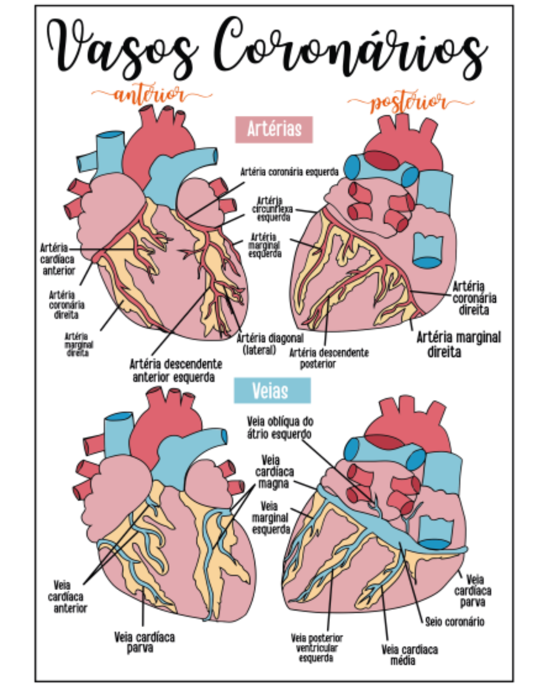 [Imagem de Anatomia Cardíaca]