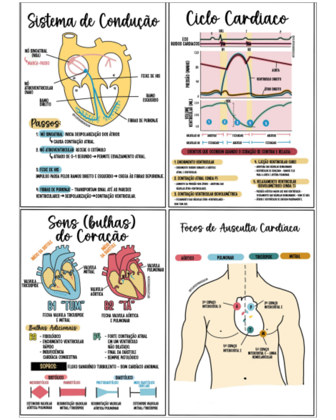 [Imagem de Anatomia Cardíaca]
