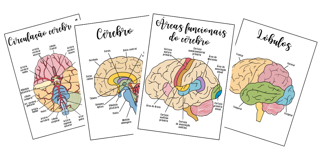 Neuroanatomia