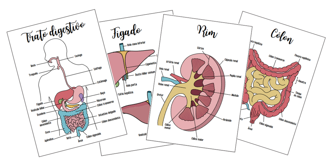 Anatomia Topográfica Completa