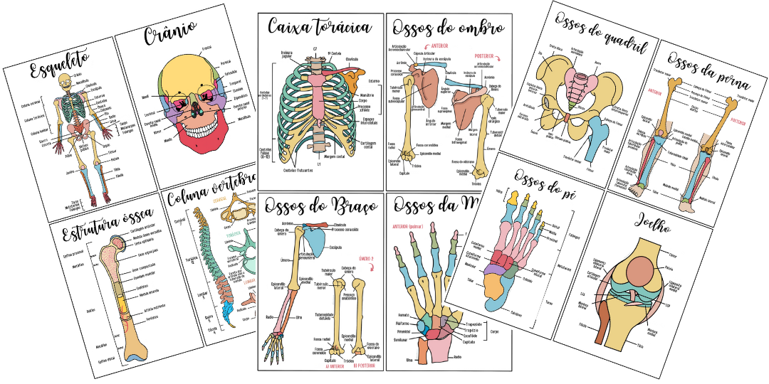 Anatomia Óssea